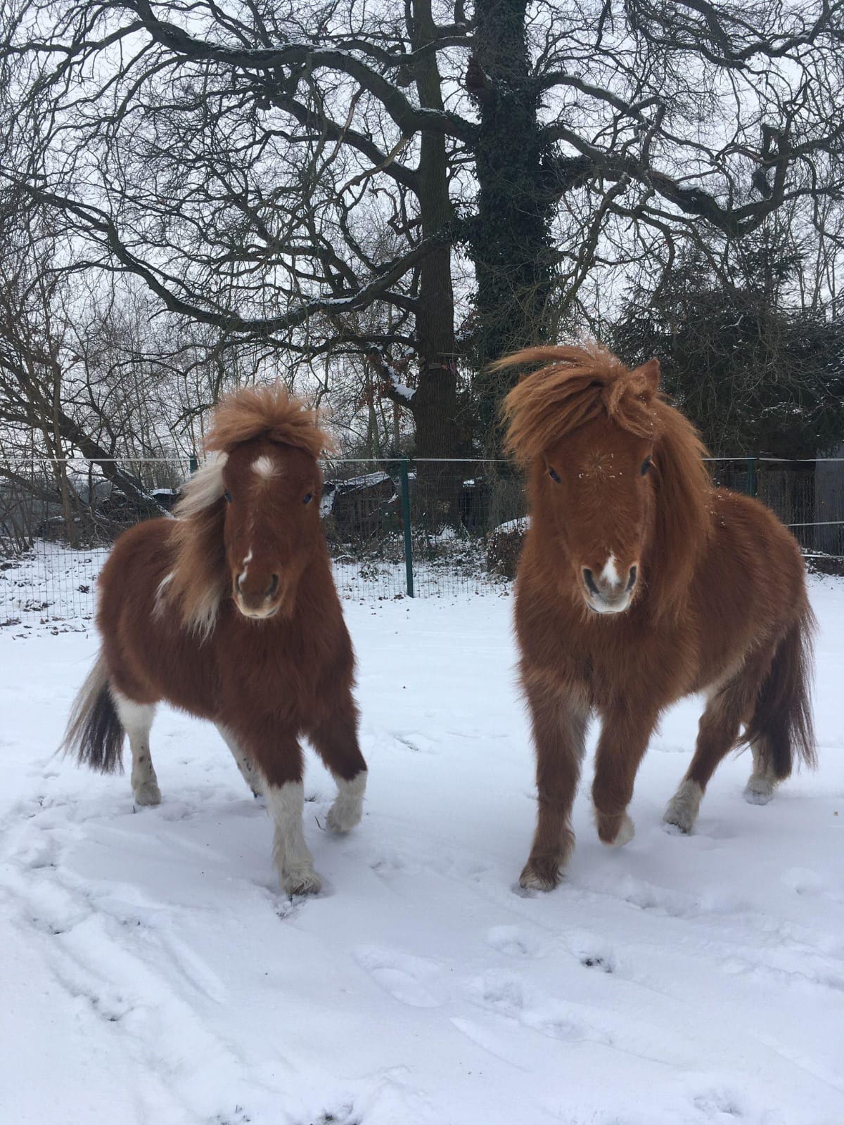 De originele foto: pony's in de sneeuw – basis voor het watercolor-portret